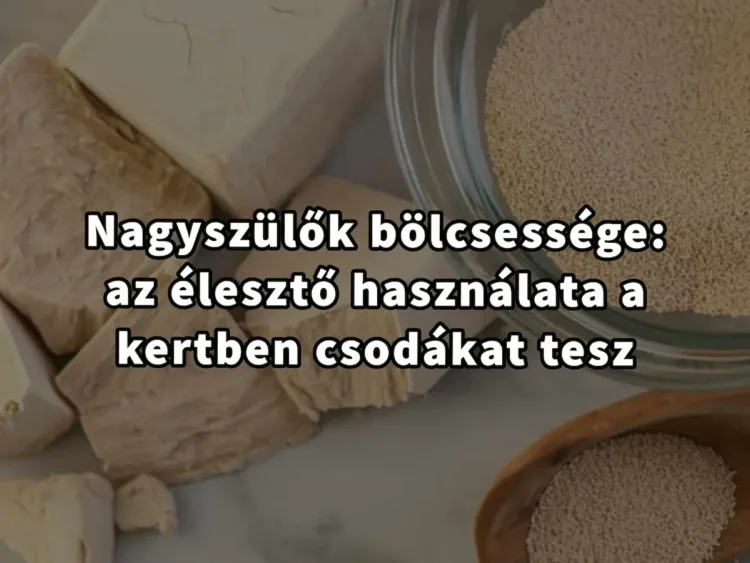 A nagyszülők bölcsessége: élesztő használata a kertben, egyszerűen... A szakértők titkai: Hogyan használjuk az élesztőt kerti gondozásban, hatékonyan…