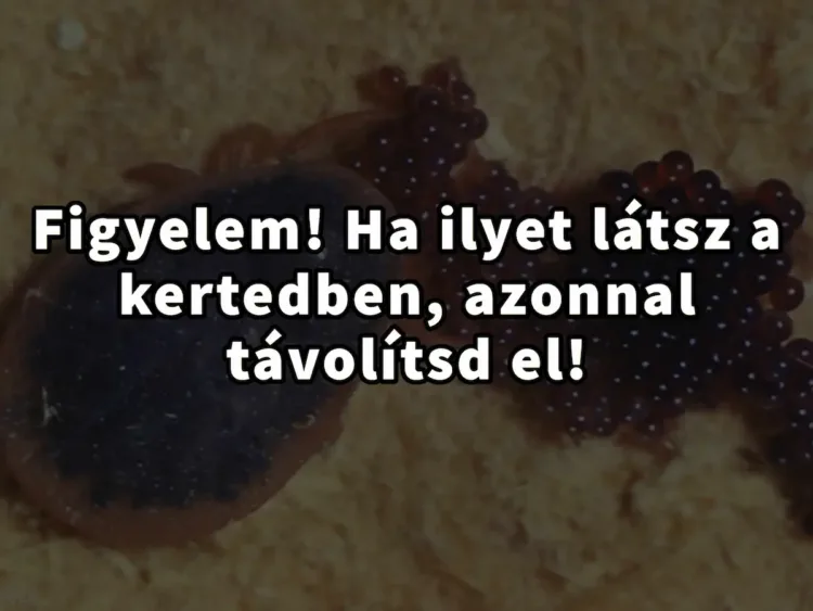 Figyelem! Ha ilyet látsz a kertedben, azonnal távolítsd el! -... Veszélyt jelentő kerttitok – Kullancstojások: felismerés, eltávolítás, megelőzés