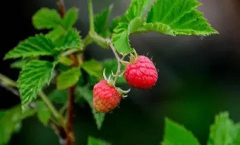 Íme, az elengedhetetlen lépések, ha málnabokra van a kertedben!