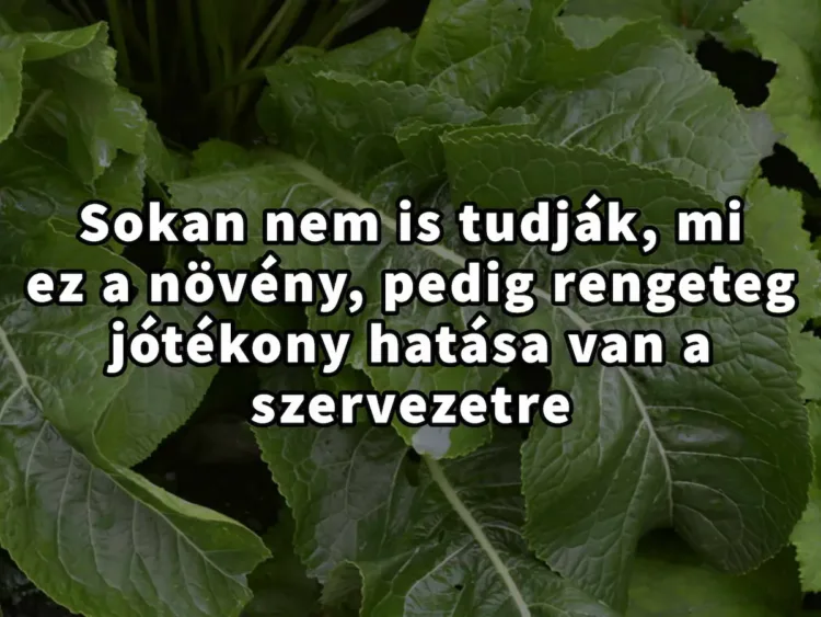 Sokan nem is tudják, mi ez a növény, pedig rengeteg Agyak szívják ki a torma rejlő titkait – Az igazi egészség titkos összetevői