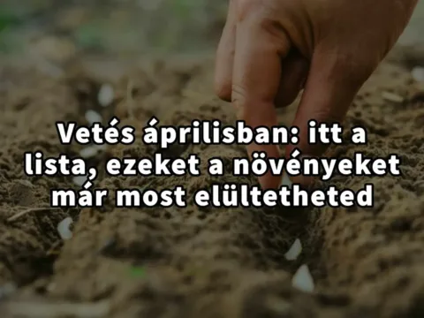 Áprilisban is érdemes vetni: Ezek a növények várják a talajba kerülést