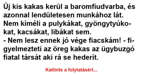 Vicc: Új kis kakas kerül a baromfiudvarba
