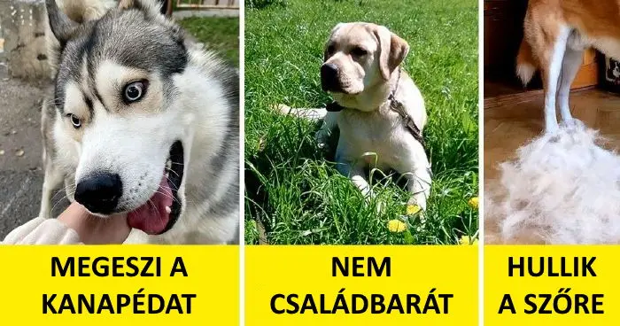 11 népszerű kutyafajta, amit az emberek felelőtlenül megvásárolnak,...... 11 népszerű kutyafajta, amit az emberek felelőtlenül megvásárolnak,……