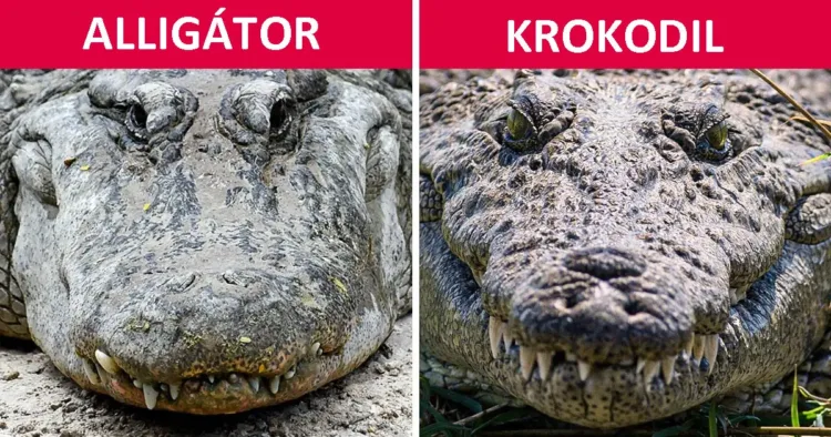 10 állatpár, amit rendszeresen összekeverünk, de a valóságban semmi...... 10 megdöbbentő állatpáros, melyet gyakran összekeverünk