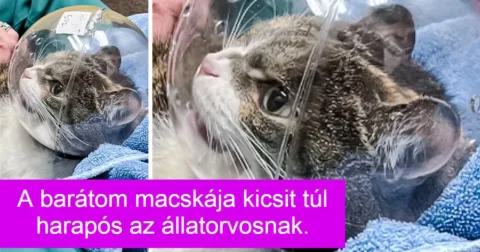 15 pimasz háziállat, akiket emiatt csak még jobban szeretünk 15 csintalan háziállat, akit a pimaszságuk tesz még szerethetőbbé