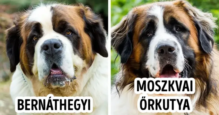 11 kutyafajta, ami még a legnagyobb kutya-rajongók is könnyen...... 11 kutyafaj, amitől még a legnagyobb kutyabarátok is összekavarodnak