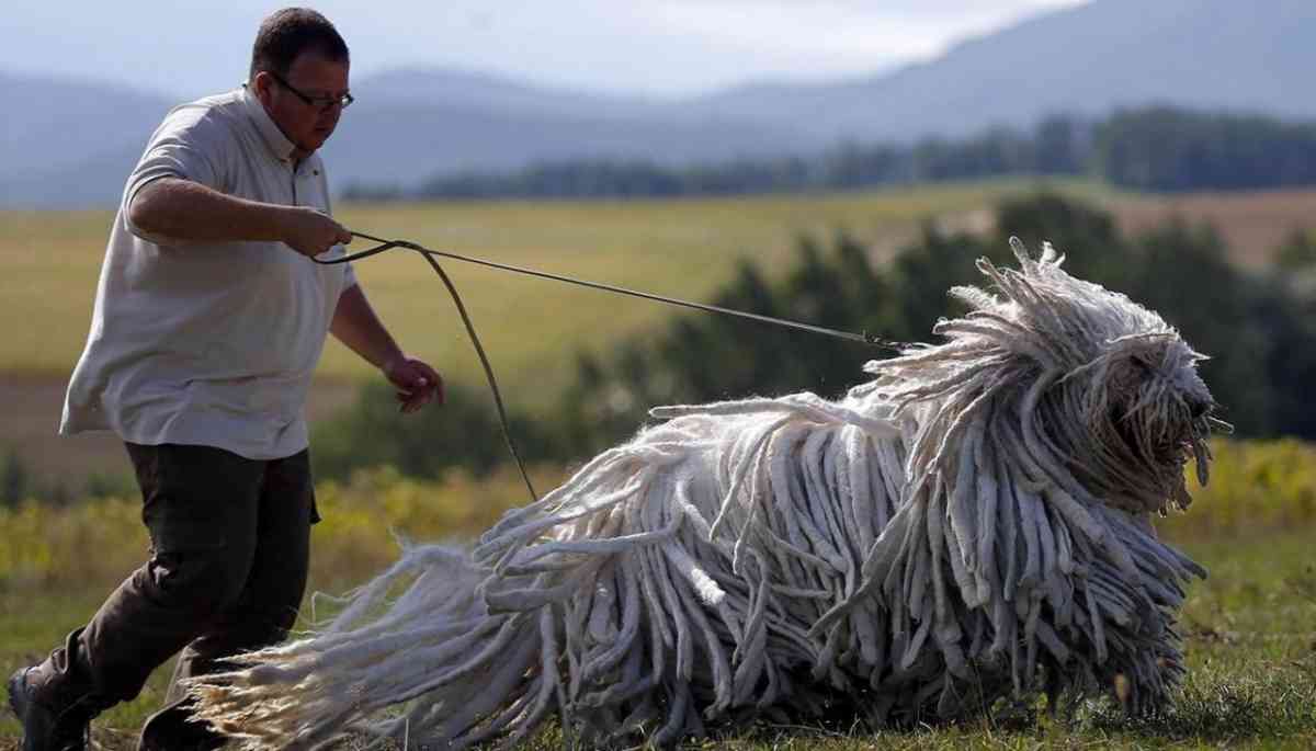 Enorm nagy komondor
