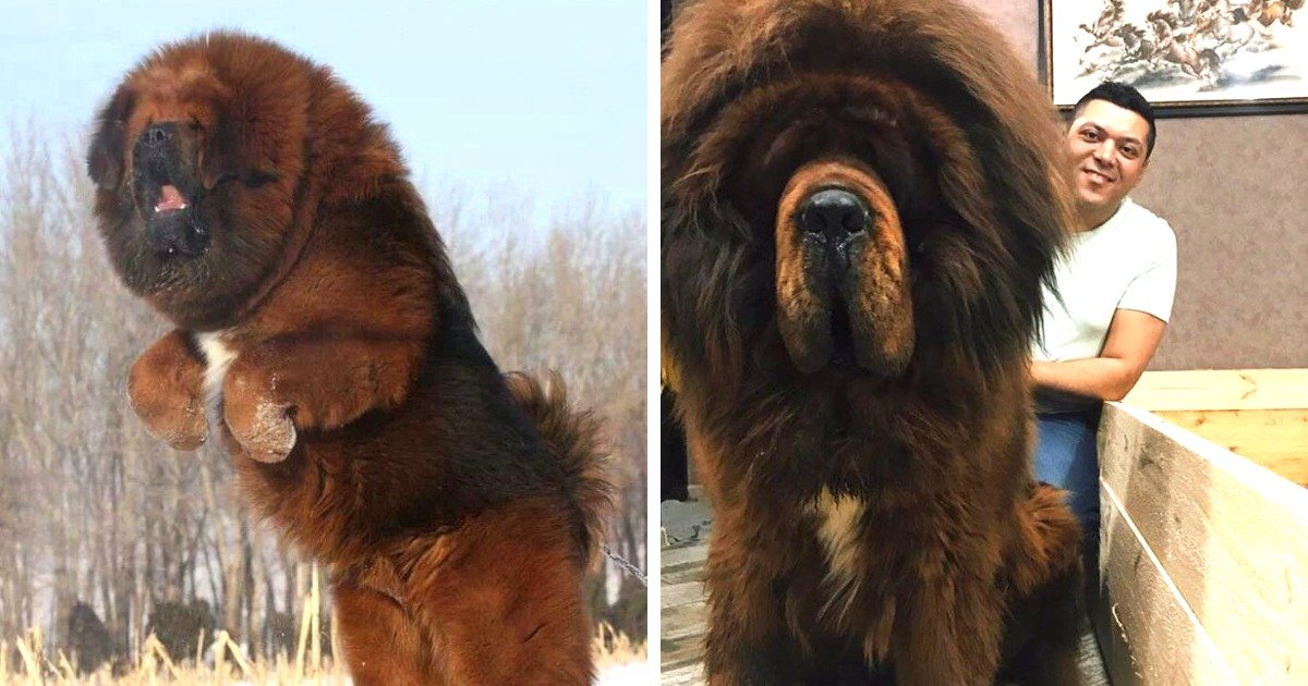 Elefánsi méretű tibeti masztiff