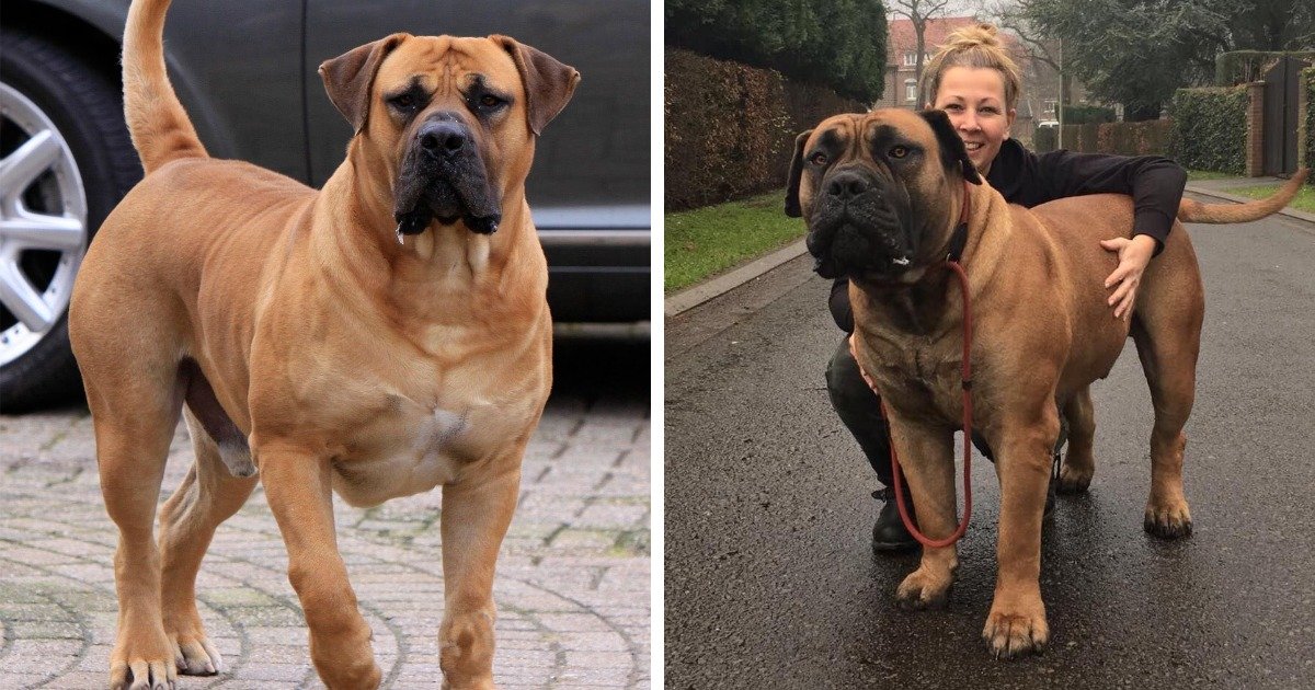 Szörnyű nagy boerboel