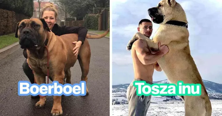 16 kutyafajta, ami igazi nehézsúlyú herkules... 16 herkulesi bicepszű, óriási méretű kutyafajta