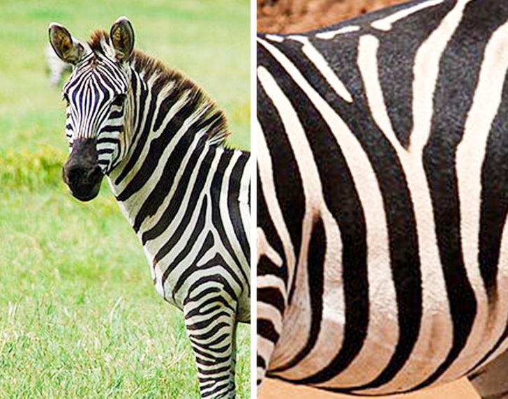 Zebra csíkozása