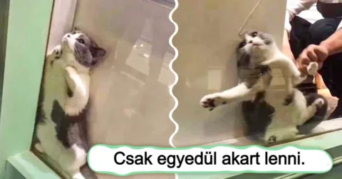 18 alkalom, mikor az állatok bebizonyították, hogy vadak és őrültek