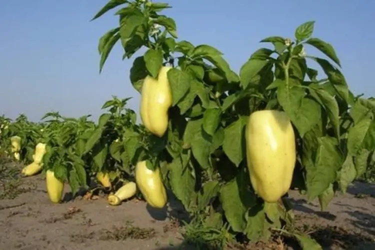Paprikatermesztés: évekig teremhet ugyan az az egy tő paprika, ha... Paprikatermesztés trükkök: Egyetlen tőből évekig teremhet a paprika, ha …