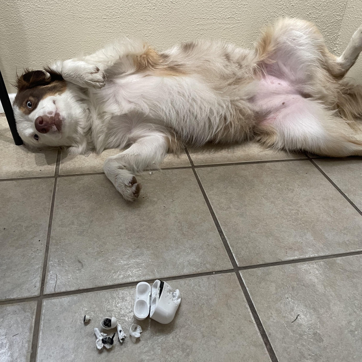 Egy kutya megrágta a fülhallgatót