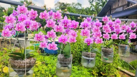 A felettem lakó szomszédnak így lett 10 orchideája egyetlen tőből!... A csodált szomszéd kertjében 10 orchidea egy tőből! Mégis hogyan?