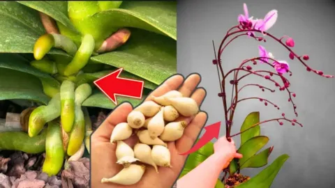 Egyetlen hónap alatt akár 50 virágot is hoz az orchidea, Ámulatba ejtő orchideavirágzási titok: fokhagymás trükkötől csodát teremthetsz!