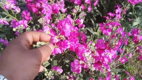 Ezt a 10 növényt most ültesd el, ha tavasszal csodaszép 10 növény, amit most ültess, hogy tavasszal lenyűgöző kerted legyen