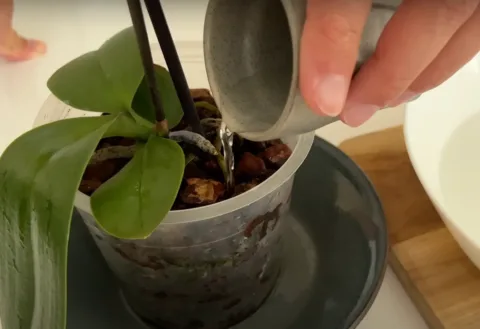 Így gondozd az orchideát és újra ontani fogja a virágokat! Az orchidea eredményes gondozása: útmutató a bőséges virágzásért