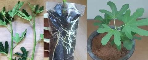 Itt az idő: most szaporítsd a fügét, mutatjuk, hogyan -... Így szaporíthatod otthonodban a fügét: hatékony trükkök és tippek!