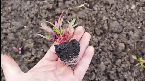 Októberben sem késő veteményezni, ezeket a növényeket még most is... Értékes őszi zöldség- és virágkert, még októberben sem késő!