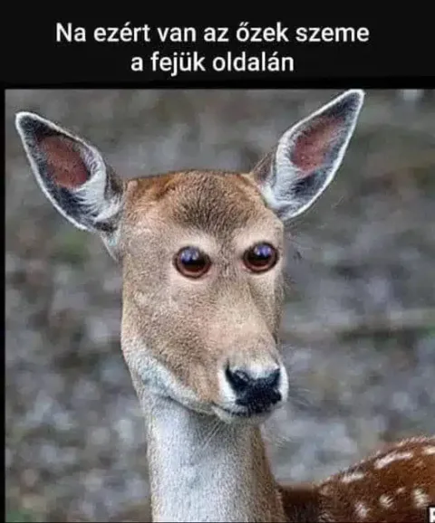 Vicces képek – 1728581773