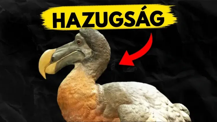 A Dodók Kihalásának Rejtélye - videó A Dodók Kihalásának Rejtélye – videó