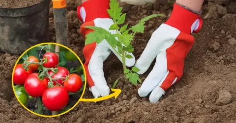 Ezt tedd meg ősszel! Így lesz szép, érett paradicsomod! -... Paradicsomok érlelése ősszel: Varázsolj bőséges termést a hideg hónapokra!
