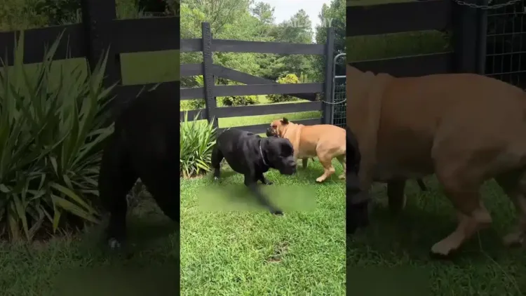 Funny Animal Fails – videó