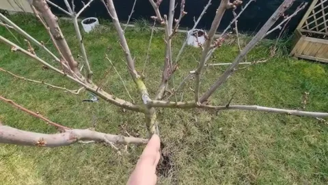 Így ápold a szilvafát télen: jövőre meg fogja köszönni -... Téli szilvaápolás: Jövőre többszörös lesz a hálája!