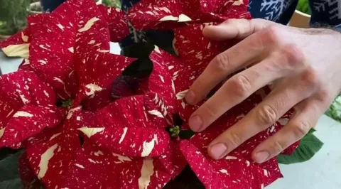 Így gondozd a mikulásvirágot, hogy sokáig virágozzon -... Professzionális tippek a mikuláscserje tartós gondozásához
