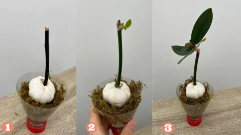 Így szaporíthatod otthon az orchideát, nekem bevált! -... Önálló orchidea szaporítás otthon – Vizsgált technikák
