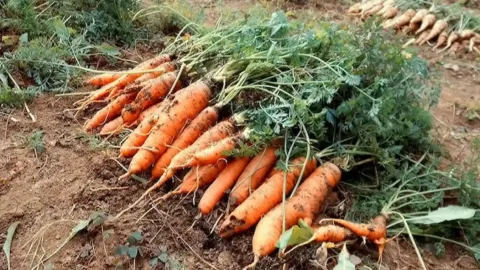 Még novemberben is vethetsz zöldséget: ezeket érdemes -... Novemberi zöldségvetés: a téli csodák nyomában