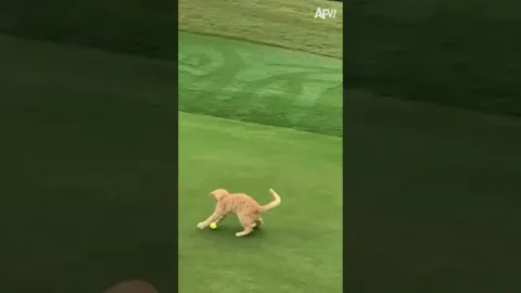 Miau egyben  #Macska #Golf #Fail #shorts
 – videó