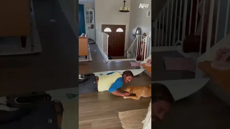 Valaki szörfözni szeretne... 😂🐶 #Szörf #Lecke #Fail #Shorts - videó Valaki szörfözni szeretne… #Szörf #Lecke #Fail #Shorts
– videó
