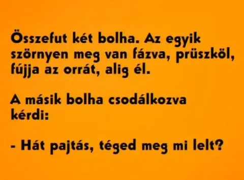 Vicc: Összefut két bolha. Az egyik szörnyen meg van fázva, prüszköl,…