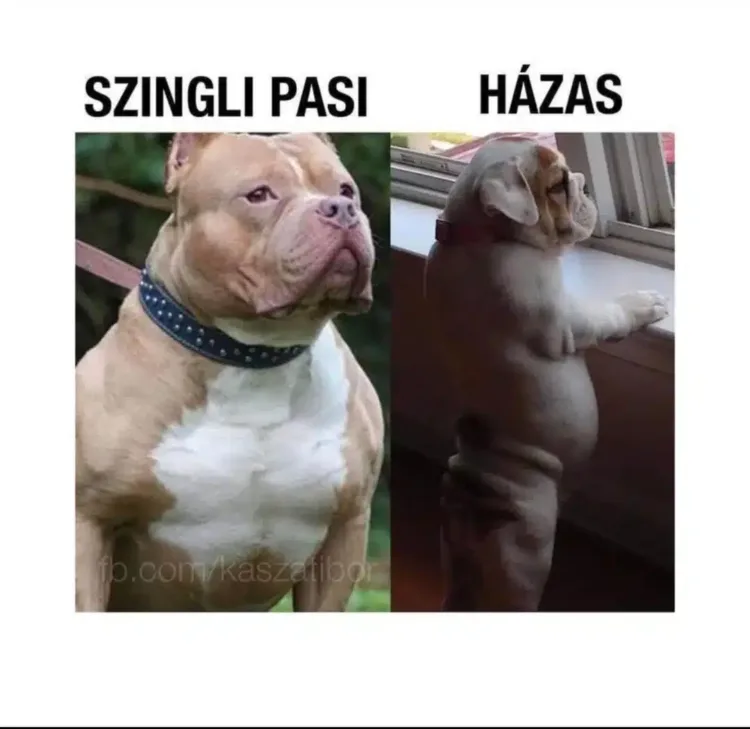Vicces képek - 1738850412 Vicces képek – 1738850412