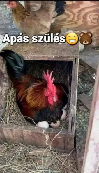Vicces képek – 1738994404