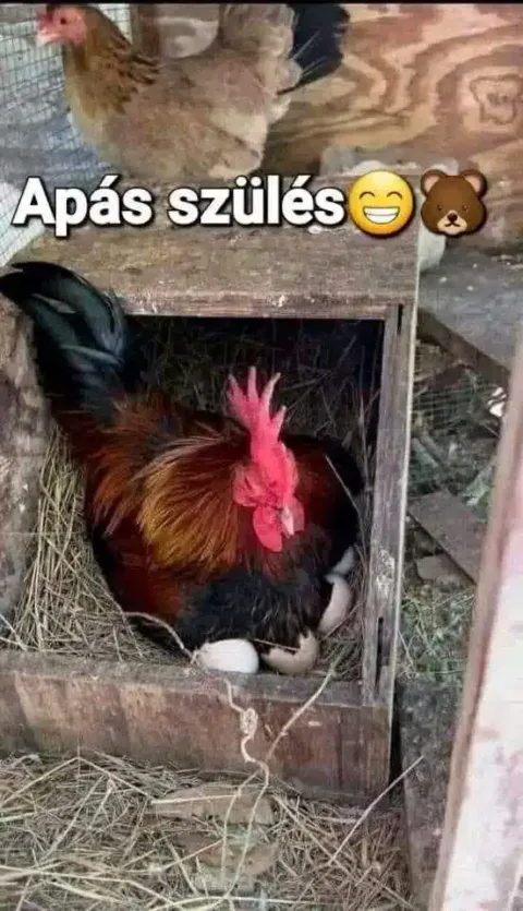 Vicces képek – 1738994404