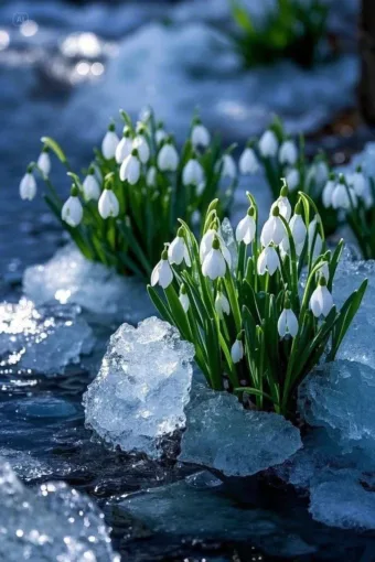 “A természet ismétlődő folytonosságában van valami végtelenül gyógyító.”
Rachel …