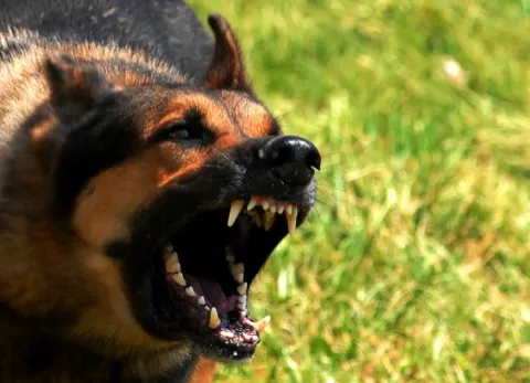 Mad_dog Sokkoló kutyatámadás Visegrádon: vérben úszva menekült egy nő
