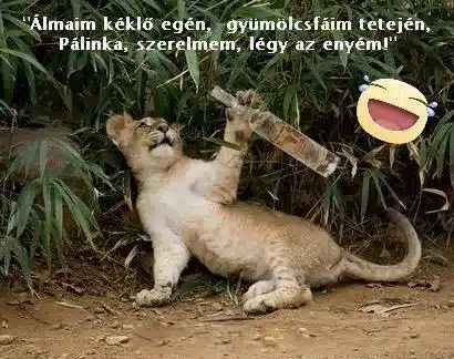 Vicces képek – 1739811613
