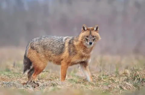 Tombol az aranysakál-invázió! Magyarországon már uralják a vidéket!