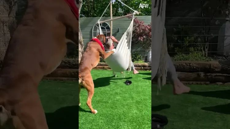 A kutyák valóban az ember legjobb barátja 😂shorts #FAIL #FUNNY A kutyák valóban az ember legjobb barátja shorts #FAIL #FUNNY #AFV
– videó