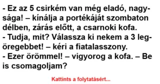 Még 5 csodálatos csirke várja új gazdáját!