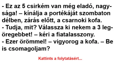 Ez az 5 csirkém van még eladó Még 5 csodálatos csirke várja új gazdáját!