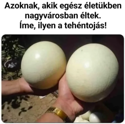 Vicces képek – 1741676412
