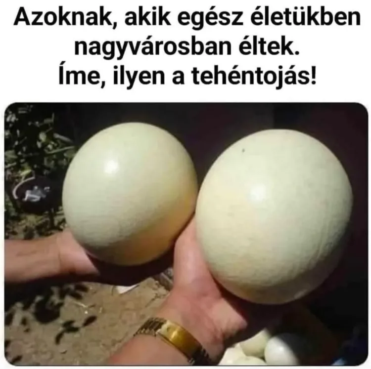 Vicces képek - 1741676412 Vicces képek – 1741676412