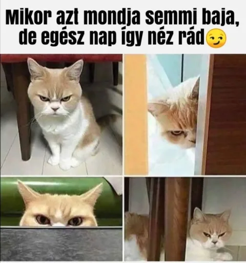 Vicces képek – 1742238017