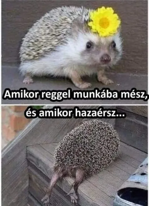 Vicces képek – 1742813475