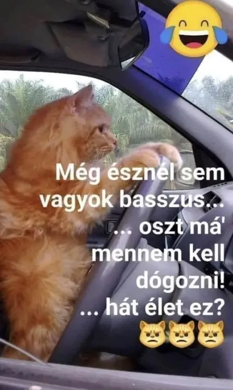 Vicces képek – 1742968811